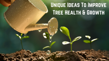 Improve Tree Health